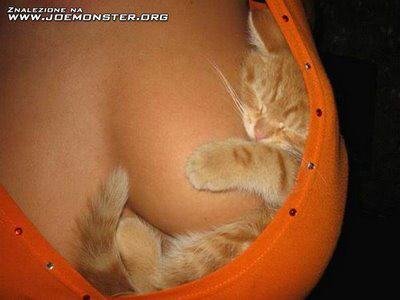 firefox-on-breast.jpg, 18 KB